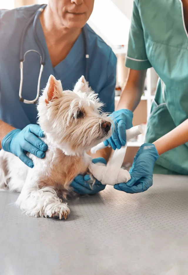 Dog being examined by doctors
